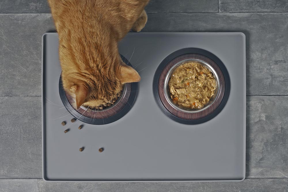 Benefits of Adding Wet Food to Your Cat’s Diet