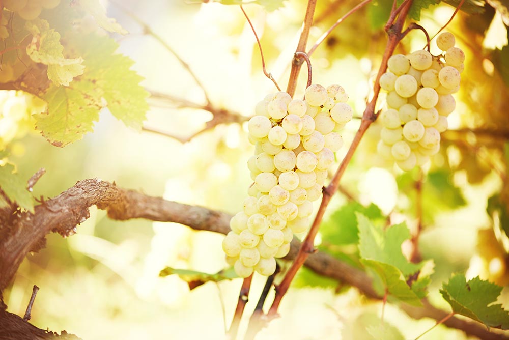 Know Your Grapes: Chardonnay