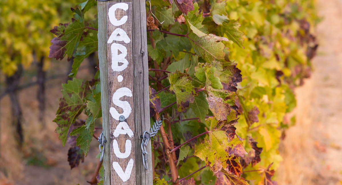 Know your grapes: Cabernet Sauvignon