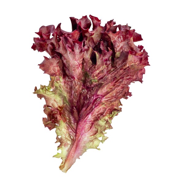 Lollo Rosso Lettuce Local per Piece 109626-V001 by Spinneys Fresh Produce Market