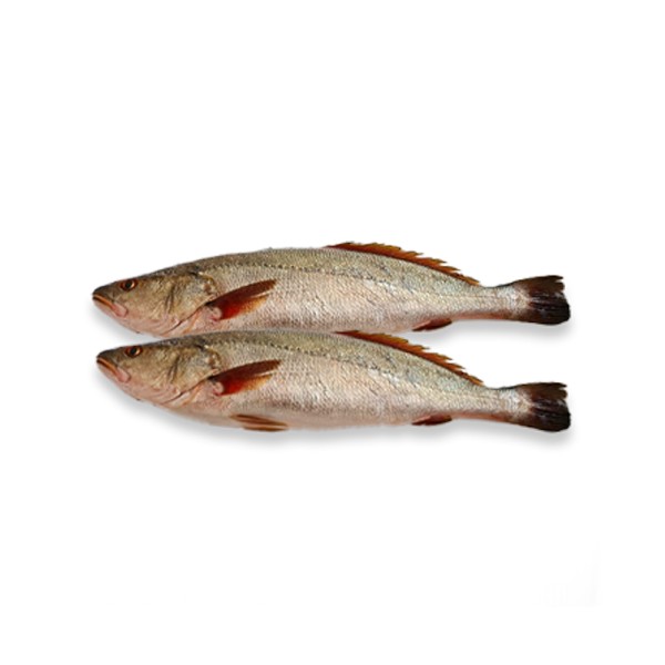 OMBRINE/MISKAR 127403-V001 by Spinneys Fresh Fish Market