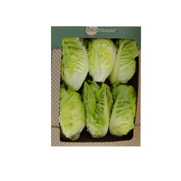 BIOMASS CABBAGE