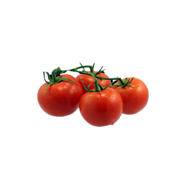 TOMATO CLUSTER