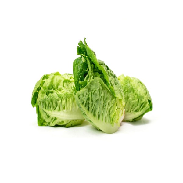 NEW GREEN LETTUCE LITTLE GEM Gx6