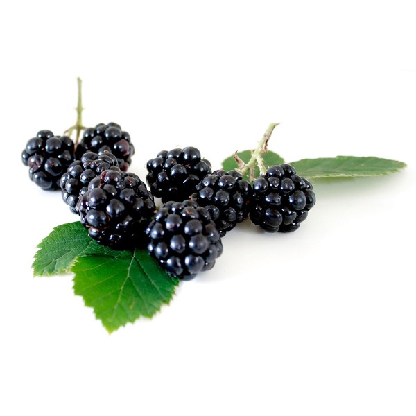 BLACKBERRY PUNNET