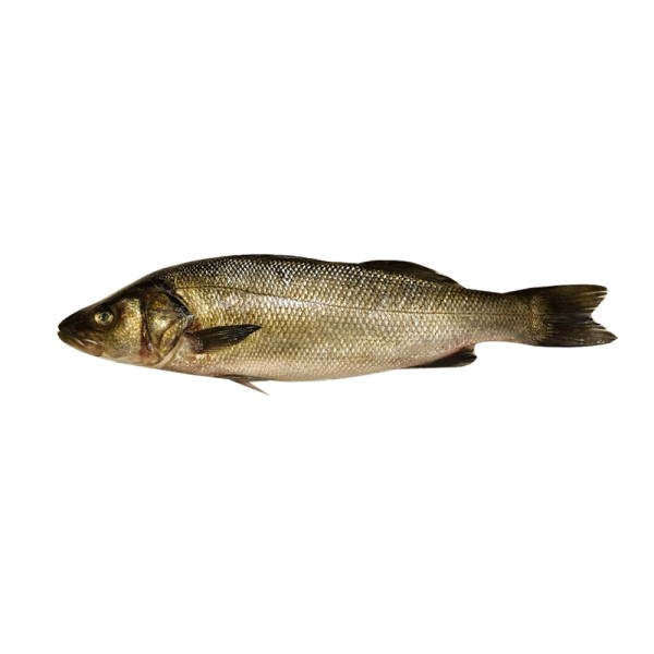 FISH BRAK SEA BASS LOCAL
