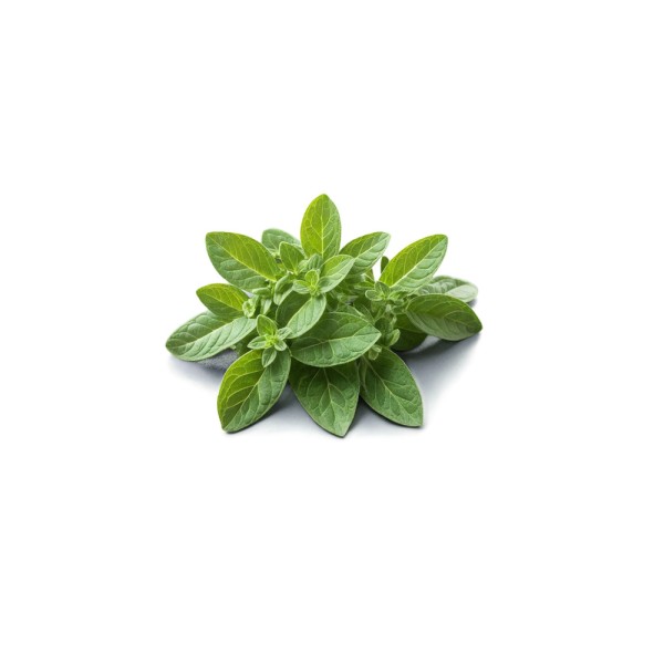 NEW GREEN HERBS OREGANO BAG IMP