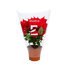 EXOTICA POINSETTIA