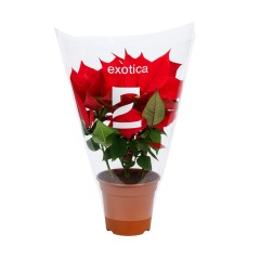 EXOTICA POINSETTIA